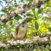 monkey_squirrel_common_la_h_1178_ecu3301.jpg